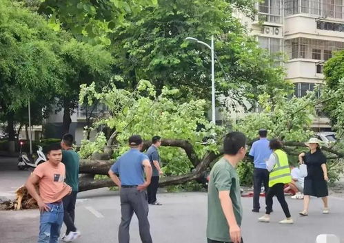 清华回应女教授被树砸身亡事件