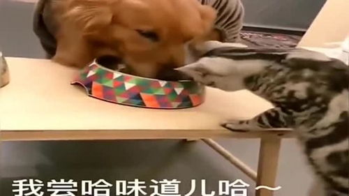 聊城老板卖猫狗粮，意外暴赚230亿身家，从创业到成功的传奇故事